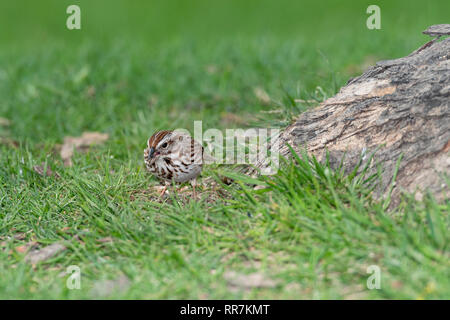 Song sparrow Nahrungssuche am Boden. Stockfoto
