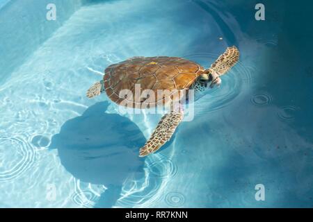 Isolierte Hawksbill Meeresschildkröten Schwimmen in transparentem Wasser durch seichtes Wasser im Turtle Rescue Center, Cayo Largo Karibische Insel in Kuba Stockfoto