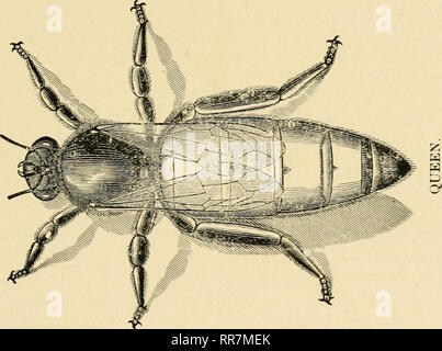 . Die ABC und XYZ der Biene Kultur; eine cyclopedia von alles in Bezug auf die Pflege der Honig-Biene, Bienen, Nesselsucht, Honig, Arbeitsgeräte, Honig - Pflanzen, usw. ... Bienen. . Bitte beachten Sie, dass diese Bilder sind von der gescannten Seite Bilder, die digital für die Lesbarkeit verbessert haben mögen - Färbung und Aussehen dieser Abbildungen können nicht perfekt dem Original ähneln. extrahiert. Root, A. I. (Amos Ives), 1839-1923; Root, E.R. (Ernest Rob), 1862-1953. Medina, Ohio, Die A. I. Root Unternehmen Stockfoto