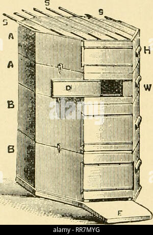 . Die ABC und XYZ der Biene Kultur; eine cyclopedia von alles in Bezug auf die Pflege der Honig-Biene, Bienen, Nesselsucht, Honig, Arbeitsgeräte, Honig - Pflanzen, usw. ... Bienen. Nesselsucht, ENTWICKLUNG DER. 2,54 Nesselsucht, ENTWICKLUNG DER. von beweglichen - Kamm Frames anstelle von Balken er das große Problem der Erfindung einer praktischen Hive gleich allen Emer-gencies gelöst haben würde. Prokopovitsch, Ims. Sian, ca. 1835, belüftet und in großer Zahl eine MOVA-ble-comb Bienenstock der große Verdienst gemacht. Abb. 5. In seinem eigenen Imkereien, von denen er viele waren, wurden über 3 CO0 dieser Bienenstöcke in die tatsächliche Nutzung. Seine Schüler (für die er eine Schule von h. Stockfoto