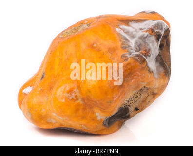 Eine Qual pattypan mit Schimmel auf weißem Hintergrund Stockfoto