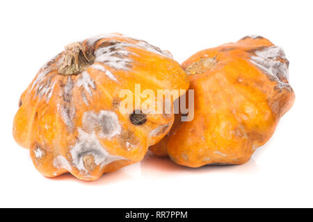 Zwei verwöhnte pattypan mit Schimmel auf weißem Hintergrund Stockfoto