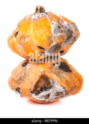 Zwei verwöhnte pattypan mit Schimmel auf weißem Hintergrund Stockfoto