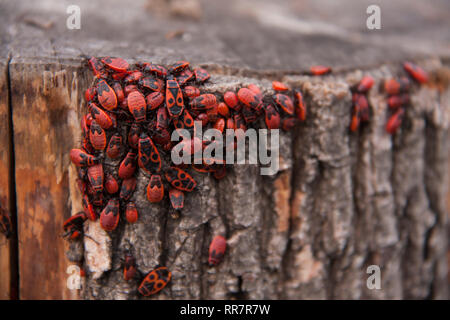 Pyrrhocoris apterus oder Bettwanzen - Soldaten auf einem Baum, rot-schwarze Käfer Stockfoto