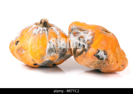 Zwei verwöhnte pattypan mit Schimmel auf weißem Hintergrund Stockfoto