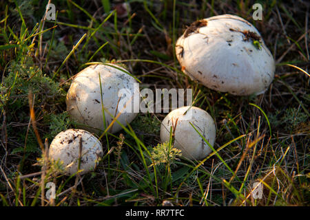 Vier Pilze auf dem Rasen im Wald Stockfoto