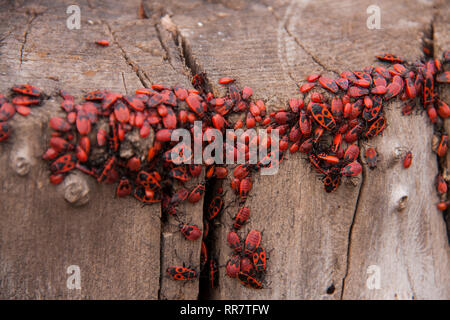 Pyrrhocoris apterus oder Bettwanzen - Soldaten auf einem Baum, rot-schwarze Käfer Stockfoto
