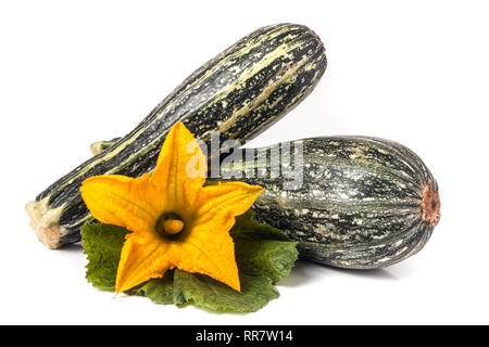 Zwei Zucchini mit Blatt und Blume auf weißem Hintergrund Stockfoto