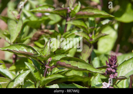 Bush grünes Basilikum wächst außerhalb Close up Stockfoto