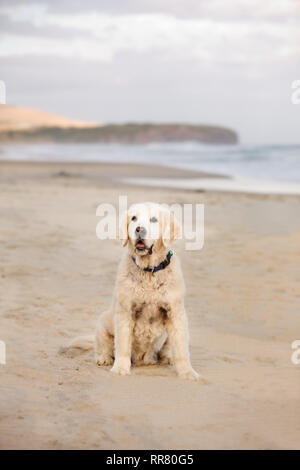 Ein golden retriever sitzt glücklich am Strand Stockfoto