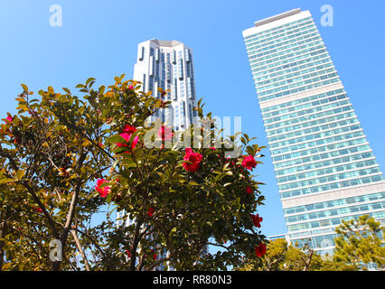 Der frühe Frühling wenn Camelia Blüten, Centum Stadt, Haeundae, Busan, Südkorea, Asien Stockfoto