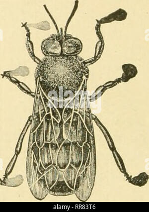 . Die ABC und XYZ der Biene Kultur; eine cyclopedia von alles in Bezug auf die Pflege der Honig-Biene, Bienen, Nesselsucht, Honig, Arbeitsgeräte, Honig - Pflanzen, usw. ... Bienen. Arbeiter. Königin. DRONE. in der Lage gewesen zu beobachten, sind ungefähr gleich. Eine gelbe Sorte derselben Bienen ist auch berichtet. Tunesier. Die schwarze Rasse, Ureinwohner Nordafrikas, werden manchmal auch als "? Funics." Sie in gewissem Umfang in diesem Land getestet wurden, aber bisher nicht in der Lage, jegliche Angabe zu ihren Gunsten zu etablieren, würde für diese Betrachtung auf der amerikanischen Biene-keepers. Sie sind kreuz und Stockfoto