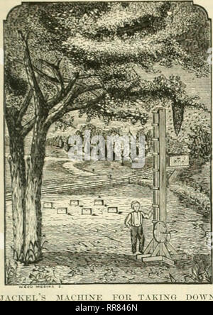 . Das A B C der Biene Kultur: ein cyclopedia von jede Sache, die in Bezug auf die Sorge für die Honigbienen. Das schwärmen. 2 S5 schwärmen. ous und eine Neugier, wenn nichts mehr, 1 unser graveur machen einen coyy cf.. MA (iiixE von S erwärmt. Die Tho mafliine ist für hivintr Bienen gemacht; es ist 10 Fuß hisfh. Und tun gemacht werden höher, wenn wollte; es ist so lijfht, dass ein Mann oder ein Junge es leicht tragen können, und es kostet nur ein paar Cent zu machen. Mit dem Kreuz-Stücke auf dem^ ound. Und mit dem kleinen Pul-ley bis an; schalten Sie dann Ihr durchdrehen, so wie sie in der Tabelle für die Struktur nach unten schieben: ihre Biene-hi" zu lassen. Stockfoto