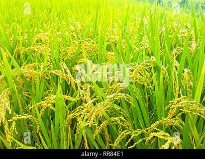 Reisfelder in Mujeom Dorf, Changwon, Gyeongnam, Südkorea, Asien Stockfoto