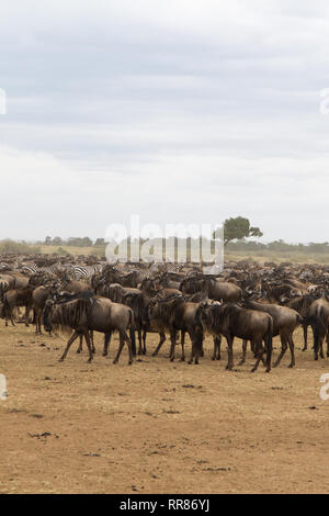 Warten auf die Kreuzung. Große Herden von huftieren am Ufer. Mara River. Kenia, Afrika Stockfoto