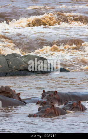 Eine kleine Herde Flusspferde im Mara River. Die Masai Mara, Kenia (Rev. 2) Stockfoto