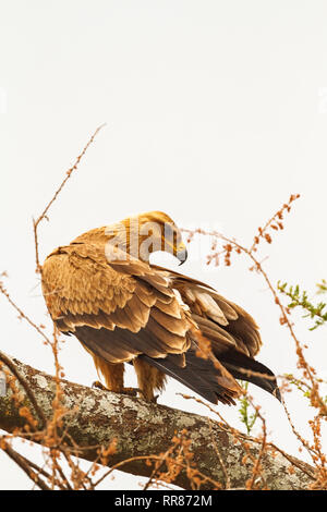 Steppe eagle in der Tarangire, Tansania (Rev. 2) Stockfoto