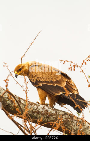 Steppe Eagle auf dem Trockenen Zweig. Der Tarangire, Tansania (Rev. 2) Stockfoto