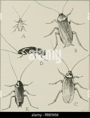 . Insekten, ihre Mittel und Wege des Lebens. Insekten. Insekten Laus/' die alten Römer nannten ihn Blatta, und auf diesem seinem wissenschaftlichen Namen der Familie Blattidae basiert. Eine kleine Art ot Fairope, benannt durch die entomologen. Abb. 49. Die vier Arten von gemeinsamen Haushalt Kakerlaken ein, die Deutschen Roach, oder Croton bug, Blattelia germanica (Länge% Zoll). B, die Amerikanische Schabe, Periplaneta arnericana (Länge i3g Zoll). C, die Australische Schabe, Periplaneta australasiae (Länge 1% Zoll). D, die flügellosen Weibchen der Orientalischen Roach, Biatta orientalis (Länge i&gt; 8 Zoll). E, die geflügelten ma Stockfoto
