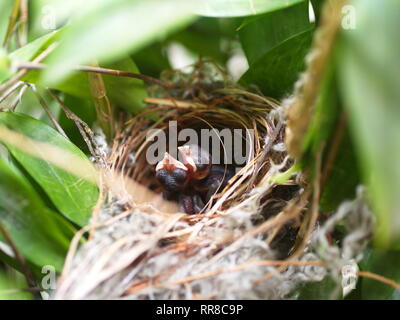 In der Nähe von kleinen twin Vogel im Nest in Bambus Baum waiti für Lebensmittel aus Mom Stockfoto