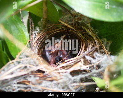 In der Nähe von kleinen twin Vogel im Nest in Bambus Baum waiti für Lebensmittel aus Mom Stockfoto