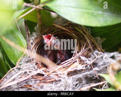 In der Nähe von kleinen twin Vogel im Nest in Bambus Baum waiti für Lebensmittel aus Mom Stockfoto