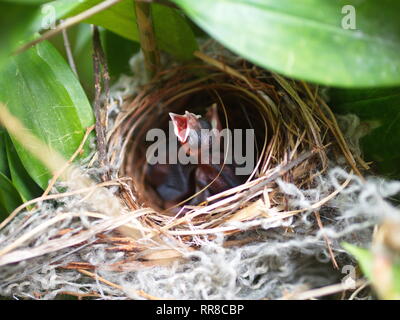 In der Nähe von kleinen twin Vogel im Nest in Bambus Baum waiti für Lebensmittel aus Mom Stockfoto