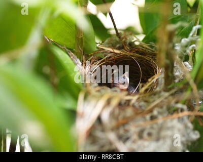 In der Nähe von kleinen twin Vogel im Nest in Bambus Baum waiti für Lebensmittel aus Mom Stockfoto