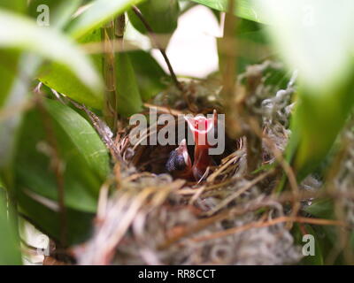 In der Nähe von kleinen twin Vogel im Nest in Bambus Baum waiti für Lebensmittel aus Mom Stockfoto