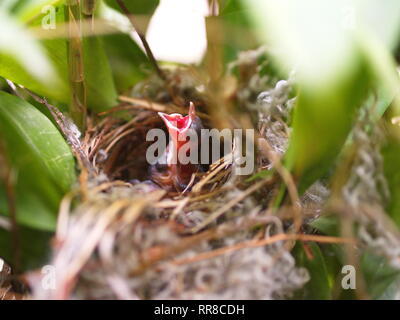 In der Nähe von kleinen twin Vogel im Nest in Bambus Baum waiti für Lebensmittel aus Mom Stockfoto