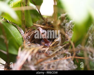 In der Nähe von kleinen twin Vogel im Nest in Bambus Baum waiti für Lebensmittel aus Mom Stockfoto