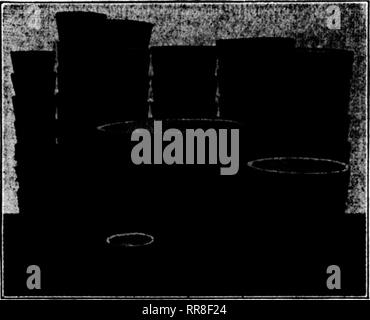 . Floristen Review [microform]. Blumenzucht. Importierte HINOKI ANLAGE WHIRLPOOL Nr. 1 - 13 in X 13 in. Durchmesser, SOc jede trockene Blumen Helichrysum, $ 1,50 pro Dutzend Trauben Acroclinium, 1,00 pro Dutzend Trauben Statice, Lavendel, Blau, Weiß und Gelb, $ 3,00 pro Dutzend bündeln. Russische Rattail, Lavendel, $ 3,00 pro Dutzend bündeln. UNITED BLUME &Amp; SUPPLY CO. übernommen Großhandel Züchter und Verlader 448 Busk St., SAN FRANCISCO, CALIF. E. W. McLELLAN FIRMA Gärtner und Floristen Großhandel 451 Bush Street, SAN FRANCISCO, CAUFORNIA GLÜHLAMPEN höchste Qoslity - Kalifornien gewachsen Juli - August Lieferung pro 1.000 Fnw Stockfoto