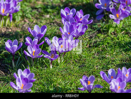 Violette crocus sativus Blüte im Regents Park London UK Stockfoto