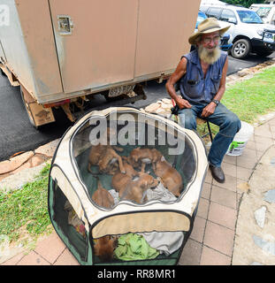 Älterer mann Welpen verkaufen cooktown Märkte, Far North Queensland, Queensland, FNQ, Australien Stockfoto