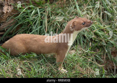 Seite in voller Länge Porträt einer stoat mussel Hermelin, die sich aus einem Gras Bank und Warnung nach rechts Stockfoto