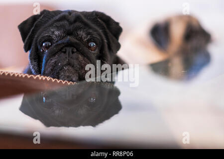 Schwarz schöne Mops lloking an der Kamera gespiegelt auf dem Tisch. Zweite klare Hund Mops im Hintergrund Stockfoto