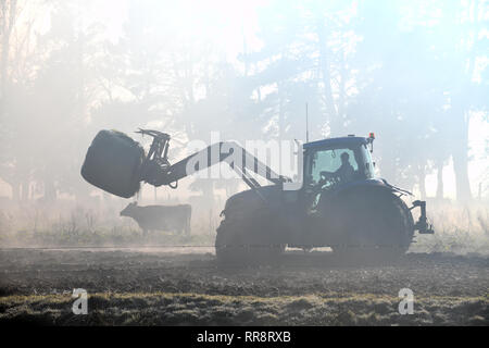 Ein Bauer leitet seine Frontlader durch den Nebel zu füttern, Fahrerlager auf einem Westküste Molkerei, Neuseeland Stockfoto