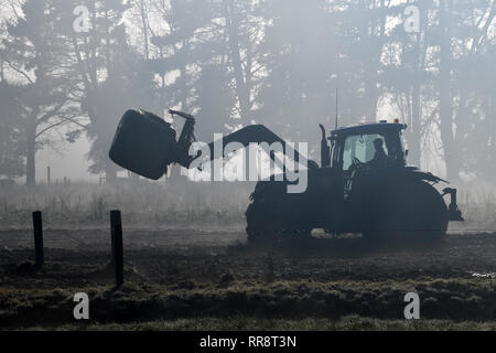 Ein Bauer leitet seine Frontlader durch den Nebel zu füttern, Fahrerlager auf einem Westküste Molkerei, Neuseeland Stockfoto