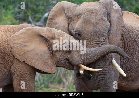 Afrikanischen Busch Elefanten (Loxodonta africana), zwei Männer spielen kämpfen, Addo Elephant National Park, Eastern Cape, Südafrika, Afrika Stockfoto