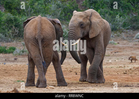 Afrikanischen Busch Elefanten (Loxodonta africana), zwei Männer bereit zu kämpfen, Spielen, von Angesicht zu Angesicht, Addo Elephant National Park, Eastern Cape, Südafrika Stockfoto