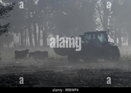 Ein Bauer leitet seine Frontlader durch den Nebel zu füttern, Fahrerlager auf einem Westküste Molkerei, Neuseeland Stockfoto