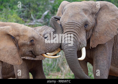 Afrikanischen Busch Elefanten (Loxodonta africana), drei Männer spielen kämpfen, Addo Elephant National Park, Eastern Cape, Südafrika, Afrika Stockfoto