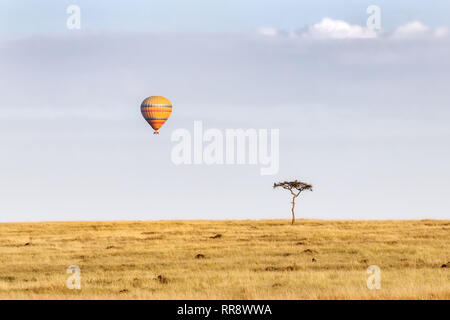 Einsame Akazie mit Geier, auf der Wiese der Masai Mara, mit einem Heißluftballon in den Himmel Stockfoto