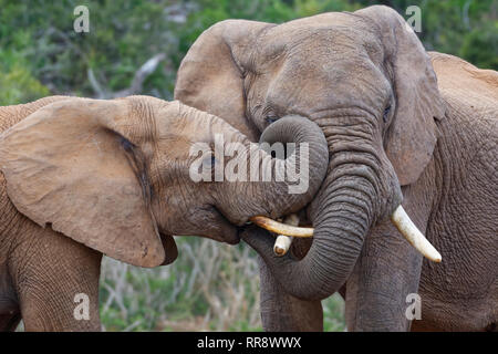 Afrikanischen Busch Elefanten (Loxodonta africana), zwei Männer spielen kämpfen, Addo Elephant National Park, Eastern Cape, Südafrika, Afrika Stockfoto