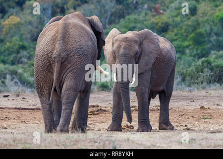 Afrikanischen Busch Elefanten (Loxodonta africana), zwei erwachsene Männchen bereit zu kämpfen, Spielen, von Angesicht zu Angesicht, Addo Elephant NP, Eastern Cape, Südafrika, Afrika Stockfoto