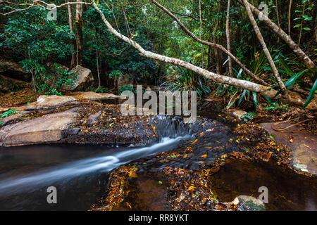 Morans Creek im Lamington National Park Rainforest. Queensland, Australien Stockfoto