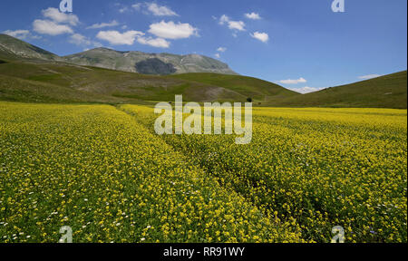 An einem sonnigen Sommertag haben Sie einen schönen Blick auf ein blühend bebautes Ackerfeld in Castelluccio di Norcia Stockfoto