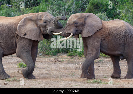 Afrikanischen Busch Elefanten (Loxodonta africana), zwei erwachsene Männchen spielen kämpfen, von Angesicht zu Angesicht, Addo Elephant National Park, Eastern Cape, Südafrika Stockfoto