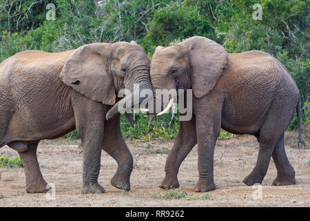 Afrikanischen Busch Elefanten (Loxodonta africana), zwei erwachsene Männchen spielen kämpfen, von Angesicht zu Angesicht, Addo Elephant National Park, Eastern Cape, Südafrika Stockfoto