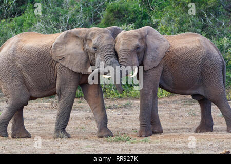 Afrikanischen Busch Elefanten (Loxodonta africana), zwei erwachsene Männchen spielen kämpfen, von Angesicht zu Angesicht, Addo Elephant National Park, Eastern Cape, Südafrika Stockfoto